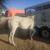 Horse 1 thumbnail