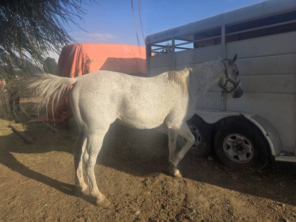 Horse 1