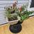 HARD Plastic Spool Tables (great plant holders) 2 thumbnail