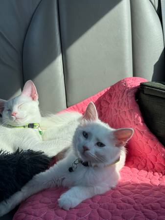 cats born in February 2025 /Spayed& Neutered (Cincinnati)63967977254787120