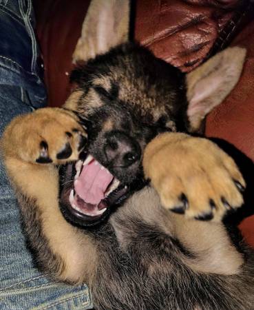 Rehoming German shepherd female 1