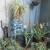 Potted healthy organic aloe vera, snake, jade plants, siempre vida 1 thumbnail
