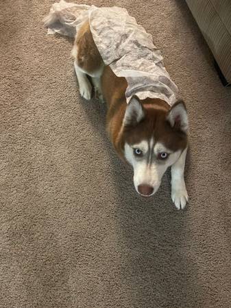 Husky hembra roja/blanca de 2 años gratuita (Evansville)63280464737027121