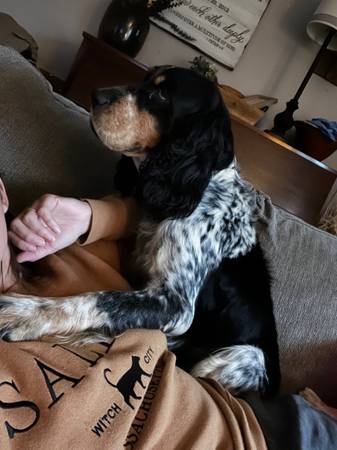 MISSING!! Female Cocker spaniel63919660969219123