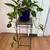 Super Healthy Pothos Plants in Blue Ceramic w/ Built-in Saucer 7 thumbnail