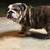 English bulldog 3 thumbnail