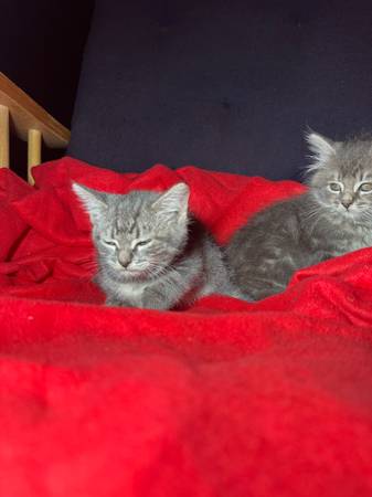 ¡Cinco adorables y mullidos gatitos grises buscan un nuevo hogar amoroso! (Portland)63842530489729124