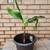 GARDEN TROPICS BANANA PLANT 4 thumbnail