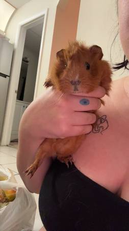 Guinea pig (Stuart)64308033370497122
