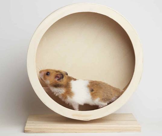 Need a Hamster for a small video shoot, PAID 1