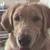 Golden retriever / great pyrenees mix 3 thumbnail