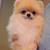 Female puppy 1 thumbnail