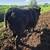 Simmental bull 4 thumbnail