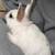 Lion head bunny 2 thumbnail