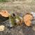 Applewood 1 thumbnail