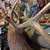 Elk shoulder mount large male 11 thumbnail