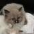 Ragdoll 3 thumbnail
