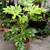 Paper Plants 1 thumbnail