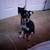 6-Month-Old Australian Shepherd Needs Active Home (Rehoming Fee) 4 thumbnail