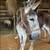 Nice gentle guardian, pet or riding Jenny donkey 4 thumbnail