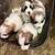 Puppies for St. Bernard mixed with Great Pyrenees 7 thumbnail