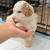 Mini Goldendoodle Puppies 16 thumbnail