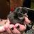 Chicks 4 thumbnail