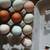 Fertile eggs / huevo fertile / pollitos chicks 3 thumbnail