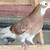 Pigeons Iranian Persian 3 thumbnail