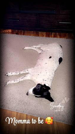 Border collie female dog 1