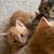 Kittens 5 thumbnail