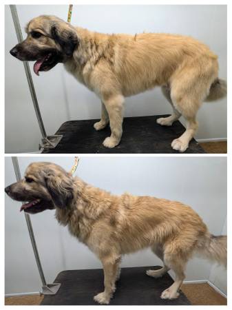 Dog Grooming (Coon Rapids)63906250770690122