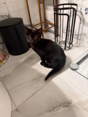 Dos gatitos dulces de 15 semanas buscando un hogar amoroso