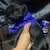 Black pug 3 thumbnail