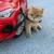 purebred British Shorthair kitten - Available 5 thumbnail