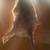 Kangaroo Pelt/Rug 1 thumbnail