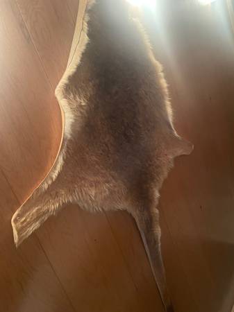 Kangaroo Pelt/Rug 1