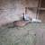 Silver pheasants 2 thumbnail