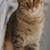 Young fixed cat 2 thumbnail