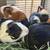Great little natural organic mulchers! Guinea pig babies 1 thumbnail