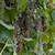 Grapes, two different varieties 4 thumbnail