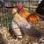 Blue Wheaten Old English Game Bantams 4 thumbnail