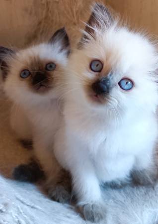Ragdoll kittens63916215171971121