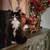 LOST CAT 1 thumbnail
