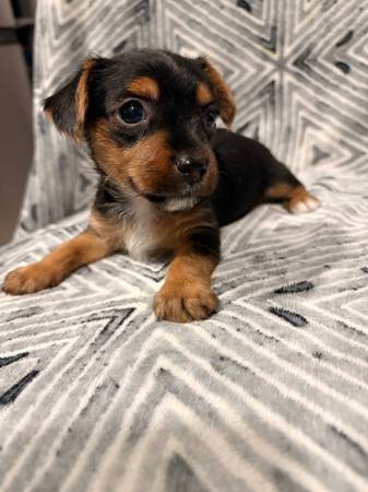 PUPPIES 1