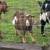 2 Nigerian Dwarf Goat Wethers for Sale 3 thumbnail