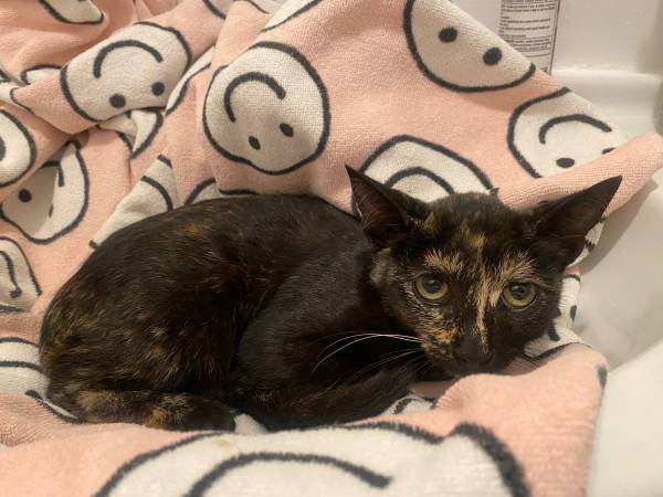 Free tortoise kitten 1