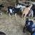 Nigerian dwarf herd 13 thumbnail