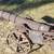 Large Cast Iron Decorative Cannon - Antique Style 2 thumbnail