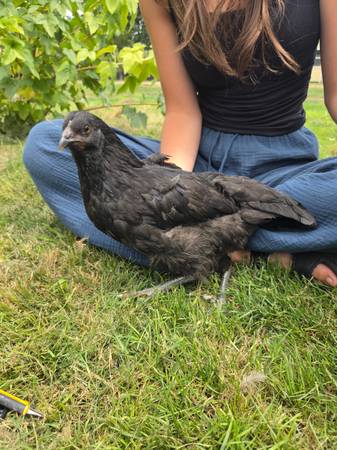 Gallinas (Tacoma)